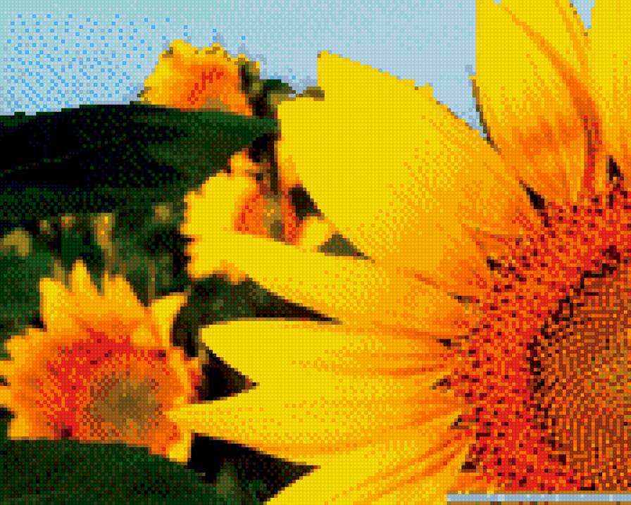 подсолнух - предпросмотр