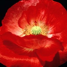 Схема вышивки «красный мак»