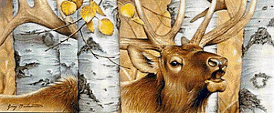 Олень - животные, олени - предпросмотр