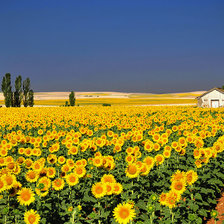 Схема вышивки «Поле подсолнухов»