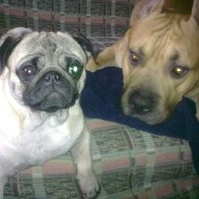 Схема вышивки «друзья неразлучные»