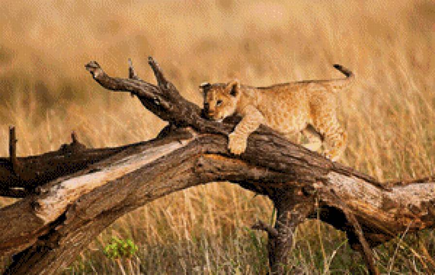 На дереве - предпросмотр