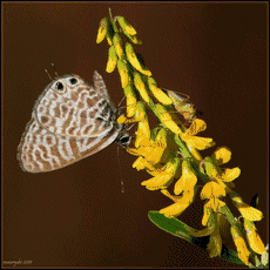 Бабочка на цветке - предпросмотр