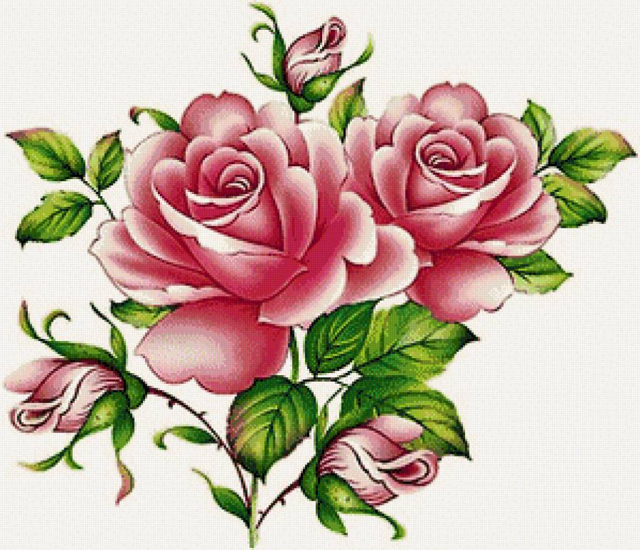 Розы - цветы, цветок, роза, букет - предпросмотр