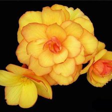 Схема вышивки «№582372»