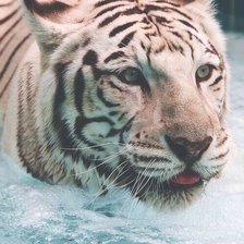 Схема вышивки «тигр»