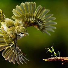 Схема вышивки «полет»