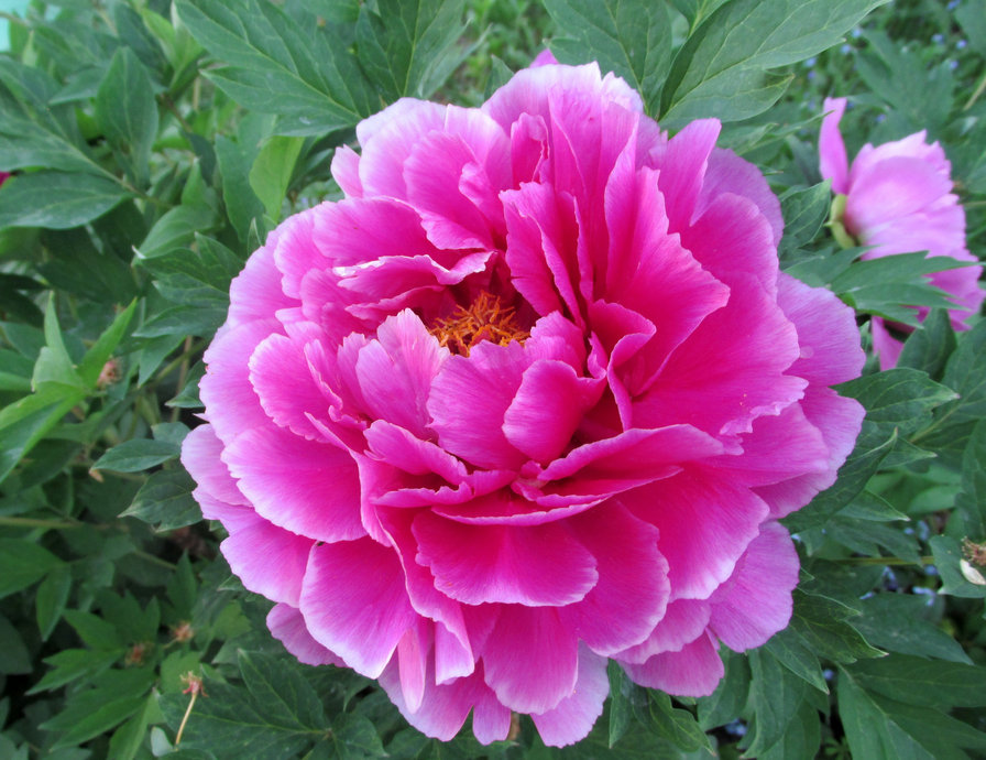 Пион - оригинал