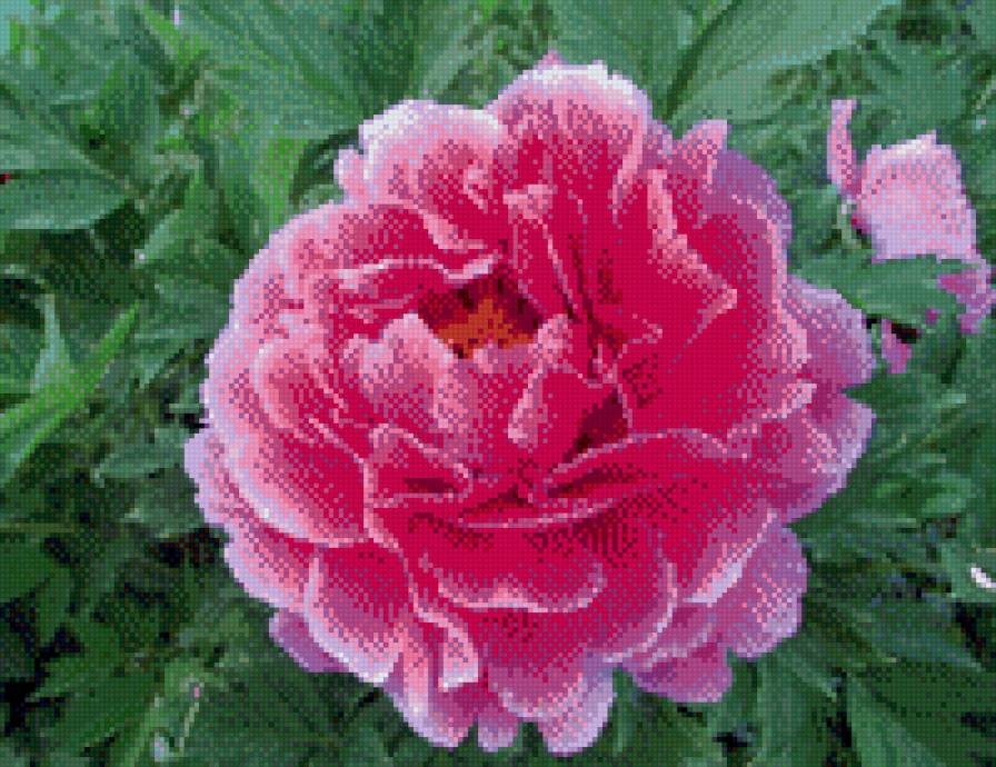 Пион - предпросмотр