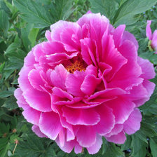 Схема вышивки «Пион»