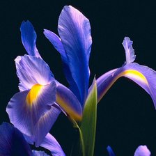 Ирис на черном фоне