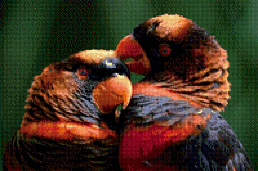 Попугайчики - предпросмотр