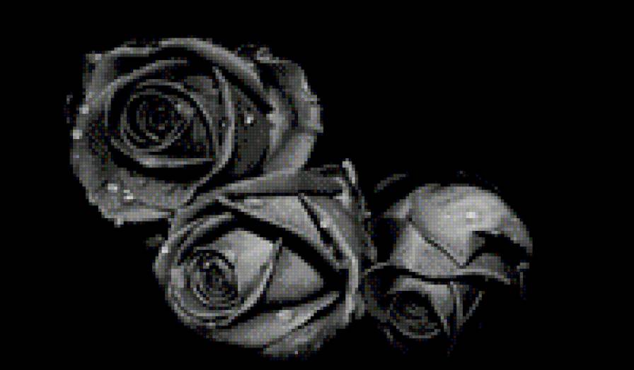 роза - черно- белая роза, три розы - предпросмотр