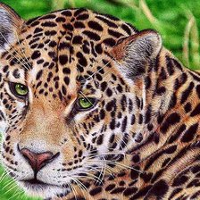 Схема вышивки «леопард»