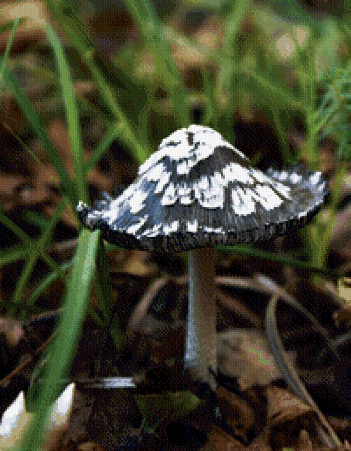 грибная осень - грибы, лес - предпросмотр