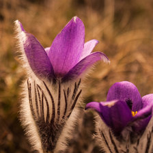 Схема вышивки «сон-трава»