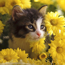 Схема вышивки «№583029»