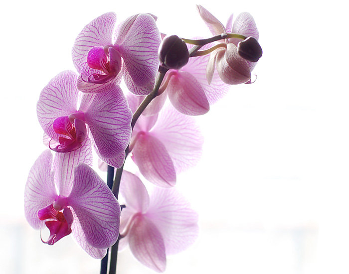 Орхидея - цветы, орхидеи - оригинал