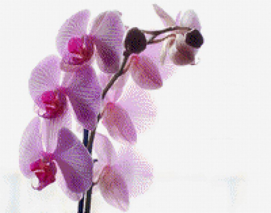 Орхидея - цветы, орхидеи - предпросмотр