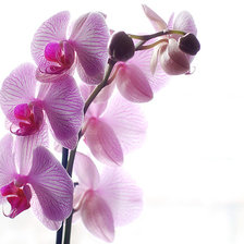 Схема вышивки «Орхидея»