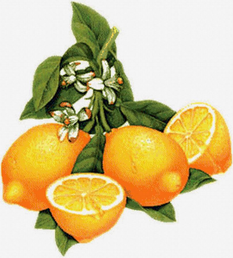 №583036 - фрукты - предпросмотр