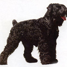 Схема вышивки «Черныш»