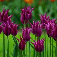 Схема вышивки «№583507»