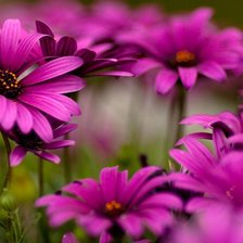 Схема вышивки «№583509»