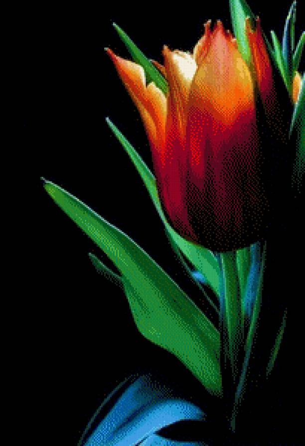 Тюльпан - цветы, тюльпаны - предпросмотр