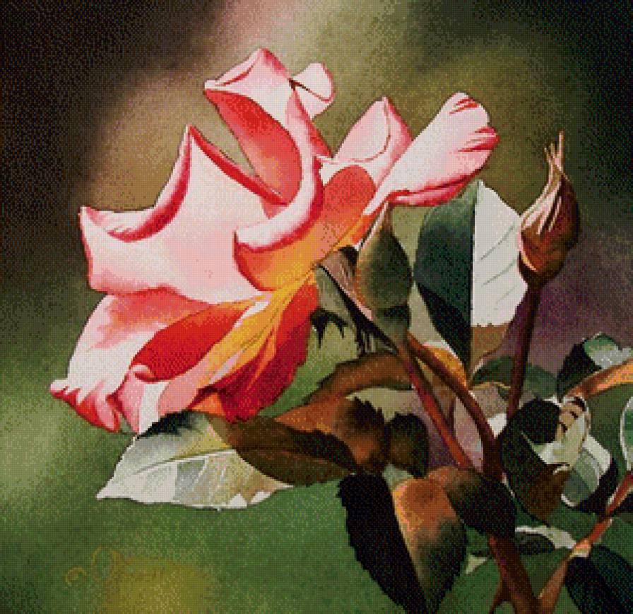 Роза Акварель - роза - предпросмотр