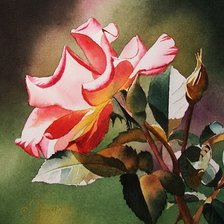 Схема вышивки «Роза Акварель»