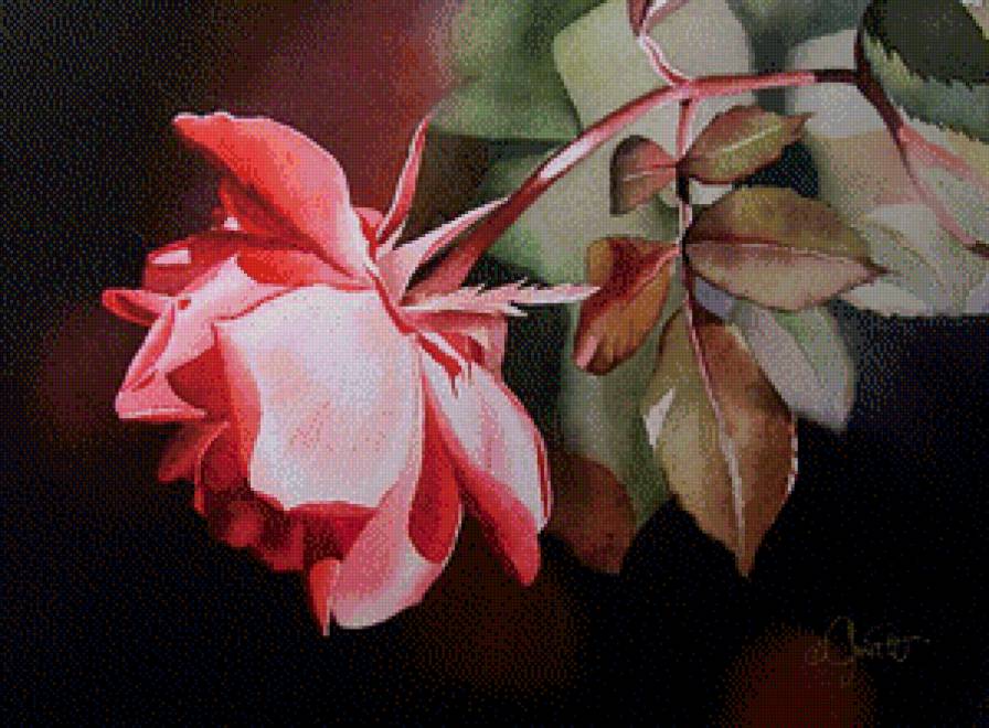 Роза Акварель - роза - предпросмотр