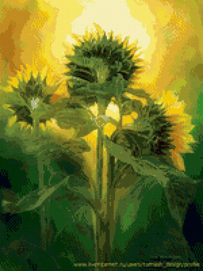 на встречу солнышку - солнце, рассвет, подсолнухи - предпросмотр