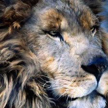 Схема вышивки «царь зверей»