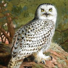 Схема вышивки «Белая сова»