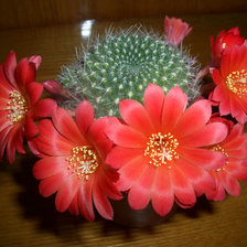 Схема вышивки «Цветение кактуса.»