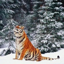 Схема вышивки «Огонь и лед»