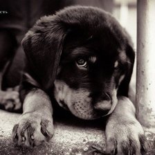 Схема вышивки «Грусть»