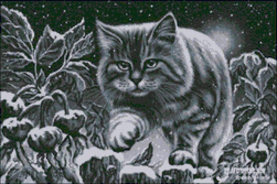 Котик - ночь, снег, кот, животные, кошка - предпросмотр