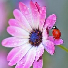 Схема вышивки «цветик»