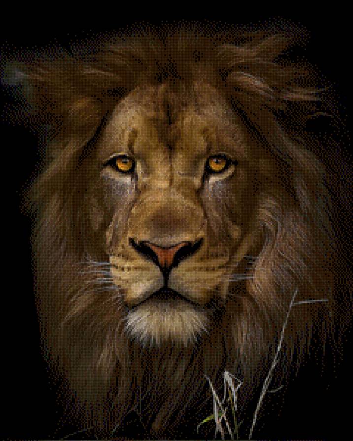 Лев - лев, животные - предпросмотр