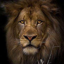 Схема вышивки «Лев»