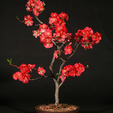 Схема вышивки «бонсай»