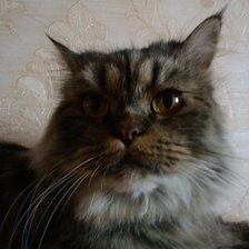 Схема вышивки «кощка муся»