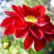 Схема вышивки «георгин»