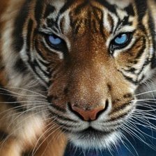 Схема вышивки «тигр»