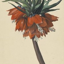 Схема вышивки «рябчик»