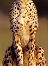 Схема вышивки «Гепард»