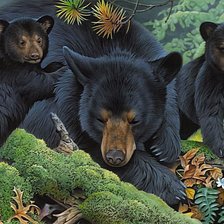 Схема вышивки «Медведица»