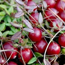 Схема вышивки «клюква»